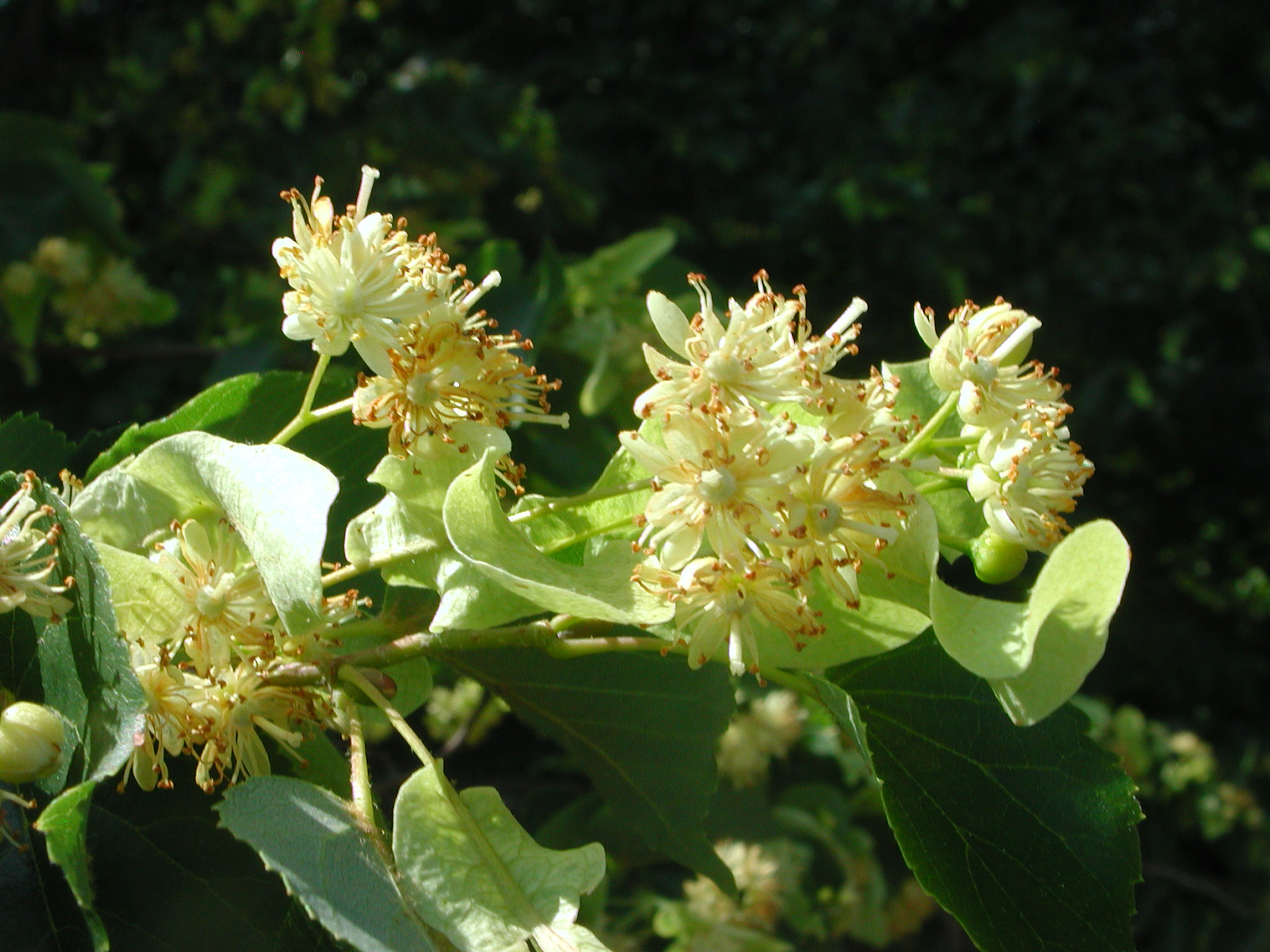 Flowers of European Linden | Nature Photo Gallery