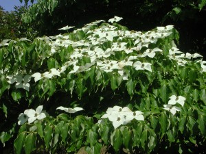 Japanese Flowering Dogwood