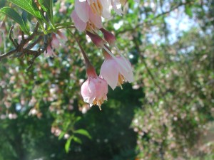 Flowers of Japanese Snowbell