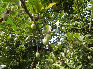 Hanged down Fruits of Japanese Snowbell