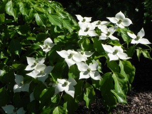 White Flowers of Kousa Dogwood