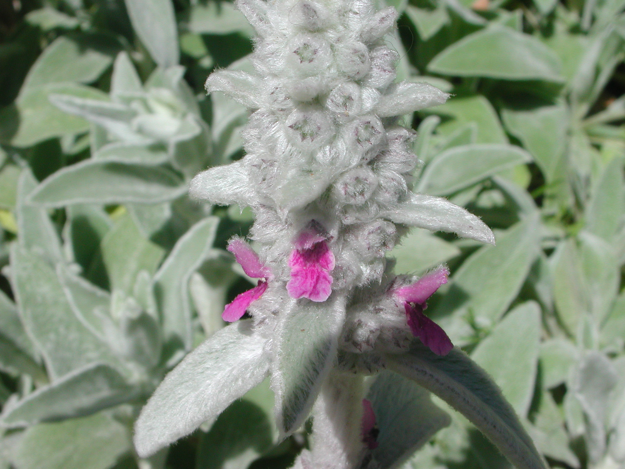 Flowers of Lamb’s Ear | Nature Photo Gallery