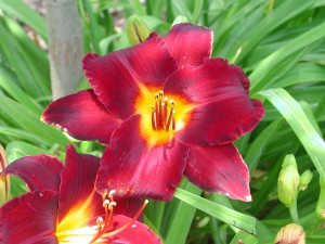 Flower of Daylily - Hemerocallis Flower