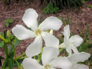 White Flowers of Oleander