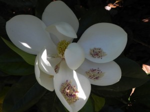 Flower of Southern Magnolia