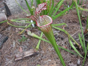 Carnivorous Plant - Pitcher Plant