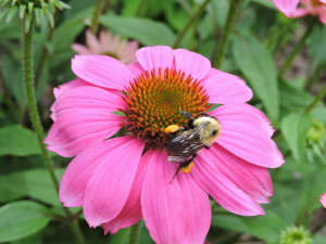 Echinacea and a Bee