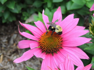 Echinacea and a Bee