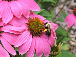 Echinacea and a Bee