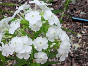White Flowers of Phlox Polemoniaceae
