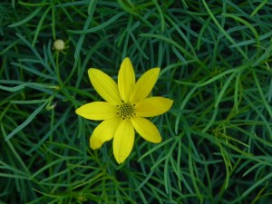 Yellow Flower of Thread Leaf Tickseed