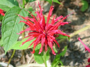 Red Flowers of Bee Balm