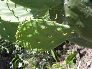 Prickly Pear Cactus 