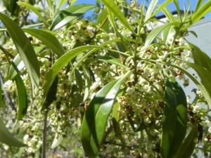 Flowers of American Wild Olive
