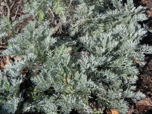 Foliage of Artemisia