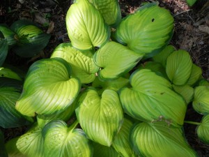 Hosta "Stained Glass"