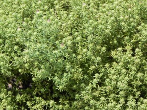 Aster Foliages and buds Aster Buds