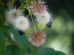 Buttonbush Flowers and Bees