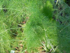 Feathery Leaves of Fennel