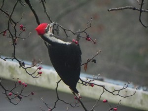 Pileated Woodpecker on a Tiny Branch