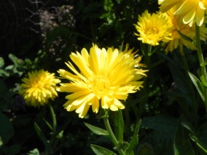 Flowers of Calendula Officinalis