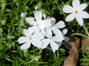 White Flowers of Phlox Subulata "White Delight"