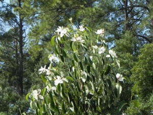 White Flowers & Green Foliages of Smiling Forest Lily Tree