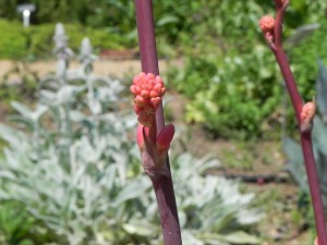Buds and Flower Stalk of Red Yucca