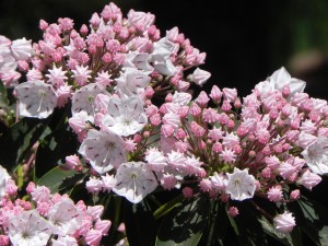 Flowers and Buds of Mountain Laurel 