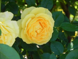 Rose Flowers - Julia Child
