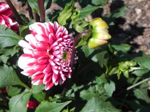 Flower & Bud of Dahlia