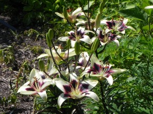 Flowers of Lilium Asiaticum