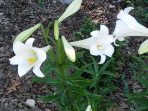 White Asiatic Lily Flowers