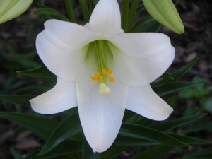 White Flower of Asiatic Lily