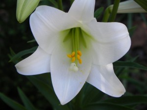 Beautiful White Lilium Asiaticum