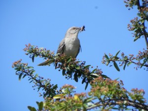 Northern Mockingbird