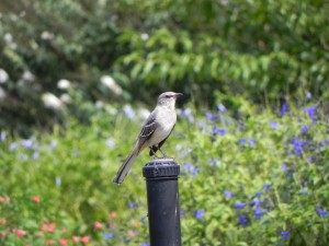 Handsome Mockingbird