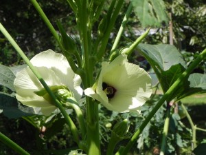 Pale Yellow Flowers of Okra