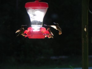 3 Male Ruby-Throated Hummingbirds