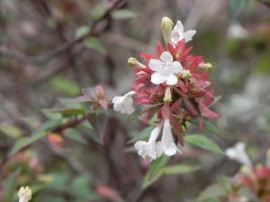 Flowers and Sepals of Glossy Abelia