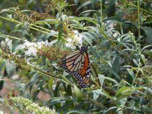 Monarch and White Flowers of Butterfly Bush