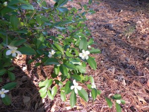 Flowers of TaiwanCamellia