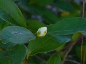 A Bud of TaiwanCamellia