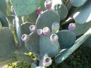 Thornless Prickly Pear Cactus