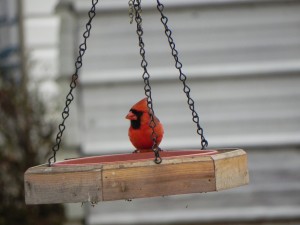 Male Cardinal on the Feeder