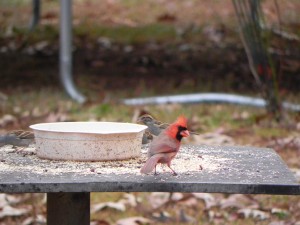 Male Cardinal on the Table of Feeder