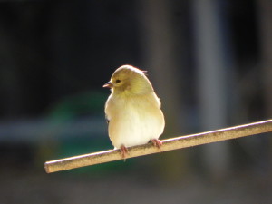 American Goldfinch