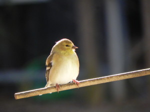 American Goldfinch