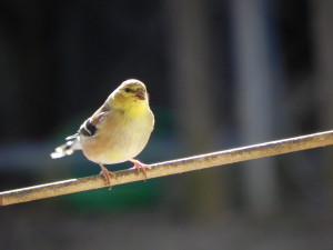 American Goldfinch