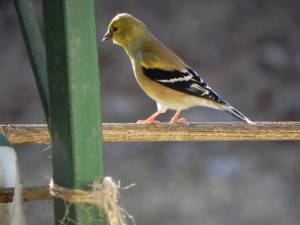American Goldfinch